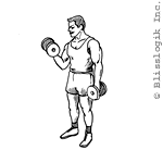 Alternated Biceps Curl